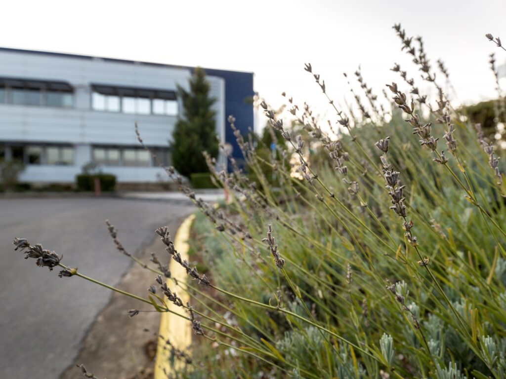Lavender planting in the foreground with the L'Oréal Hellas logistics building behind