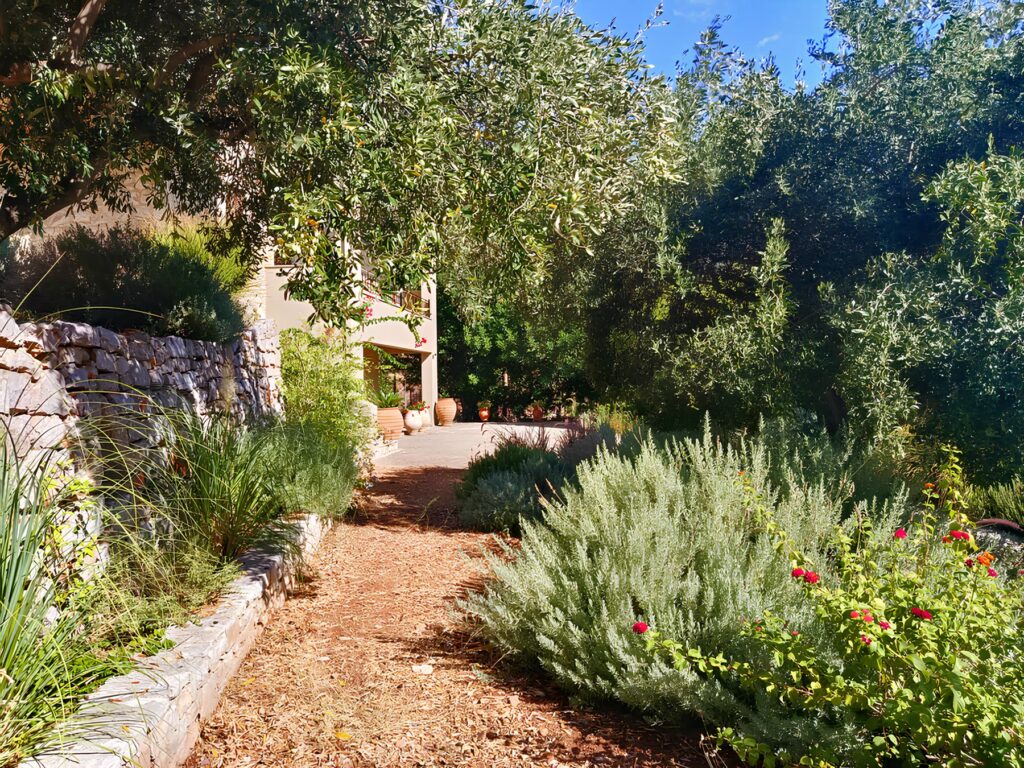 Gravel path beside a dry-stone wall through Mediterranean planting of lavender, thyme and olive