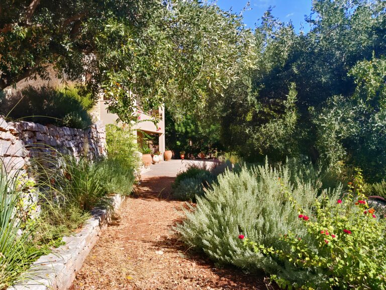 Gravel path beside a dry-stone wall through Mediterranean planting of lavender, thyme and olive
